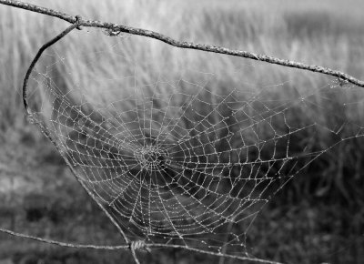 Web on a misty day- B&W