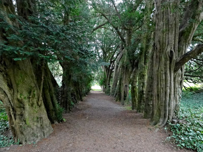 Tree lined path - Lismore Castle Gardens