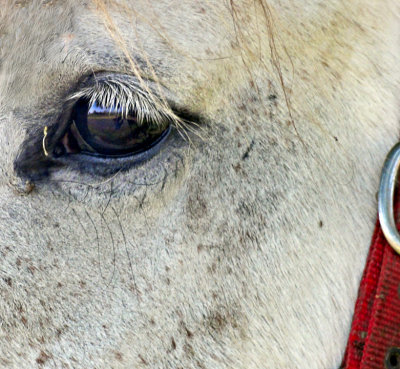 Reflections on an equine eye.