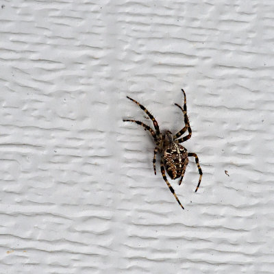 Spider on garage door