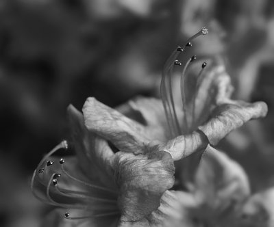 Azaleas in B&W