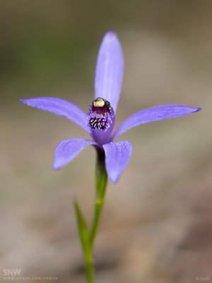 Bluebeard Orchid