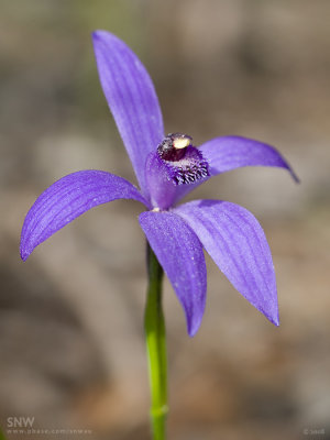 Bluebeard Orchid