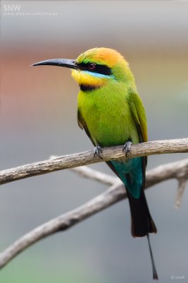 Rainbow Bee-eater