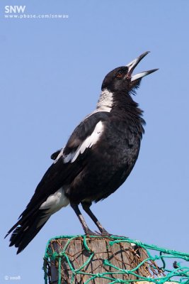 Australian Magpie