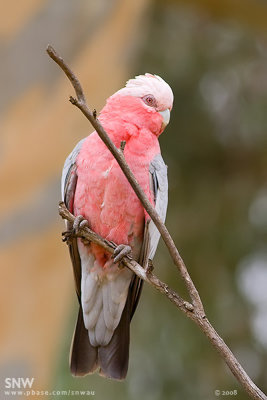 Galah (Female)