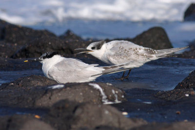 Grote Stern / Sandwich Tern