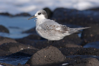 Grote Stern / Sandwich Tern