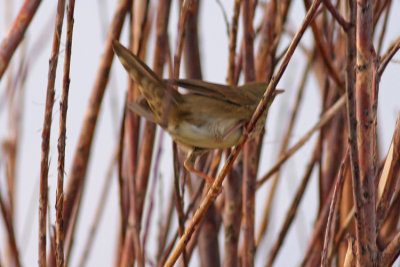 Krekelzanger / River Warbler