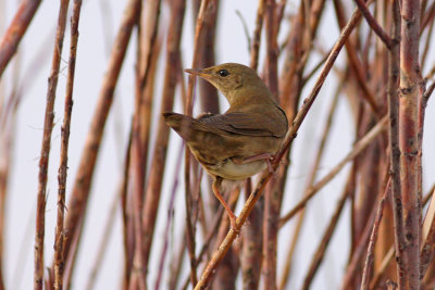 Krekelzanger / River Warbler