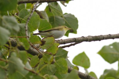 Fluiter / Wood Warbler