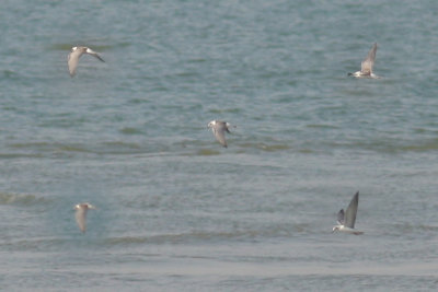 Witwangstern / Whiskered Tern