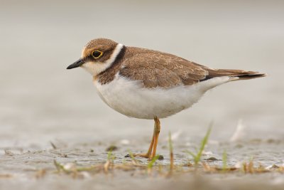 Kleine Plevier / Little Plover