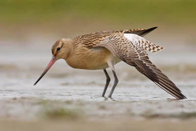 Rosse Grutto / Bar-tailed Godwit