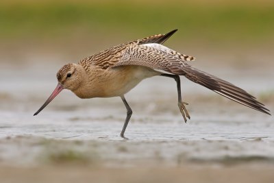 Rosse Grutto / Bar-tailed Godwit