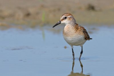 Kleine Strandloper / Little Stint