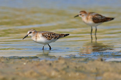 Kleine Strandloper / Little Stint