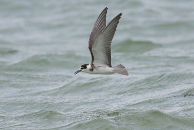 Zwarte Stern / Black Tern