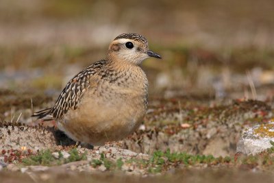 Morinelplevier / Dotterel