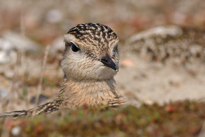 Morinelplevier / Dotterel