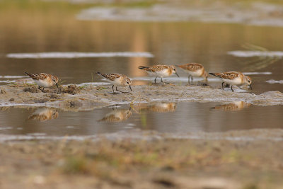 Kleine Strandloper / Little Stint