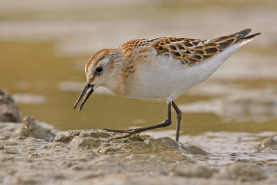 Kleine Strandloper / Little Stint