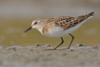 Kleine Strandloper / Little Stint