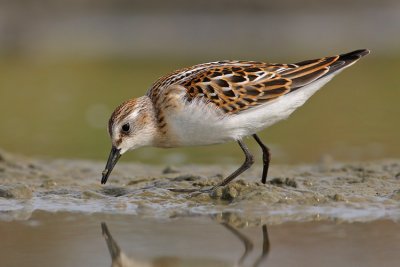 Kleine Strandloper / Little Stint