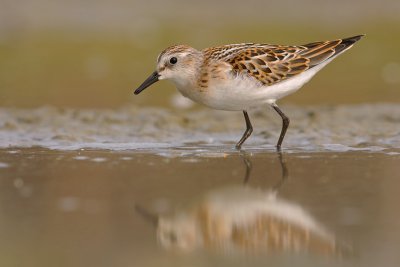 Kleine Strandloper / Little Stint