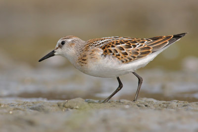 Kleine Strandloper / Little Stint