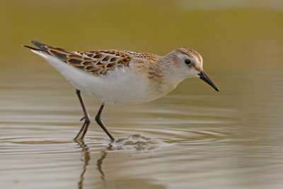 Kleine Strandloper / Little Stint