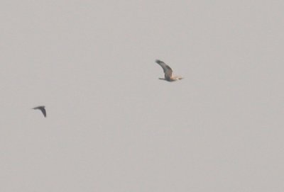 Ruigpootbuizerd / Rough-legged Buzzard