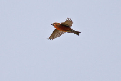 Kruisbek / Crossbill