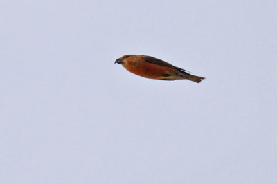 Kruisbek / Crossbill