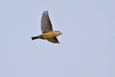 Kruisbek / Crossbill