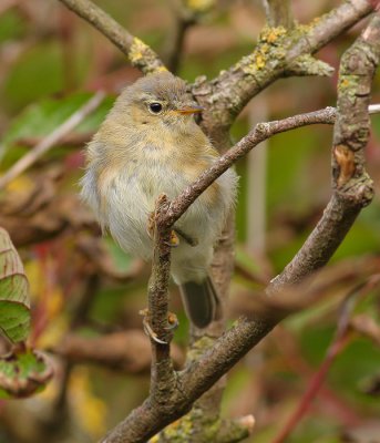 Kleine Karekiet / Reed Warbler