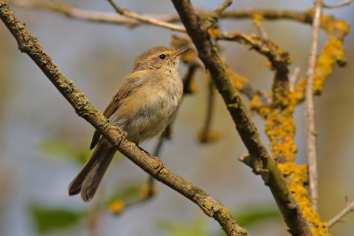 Tjiftjaf / Chiffchaff