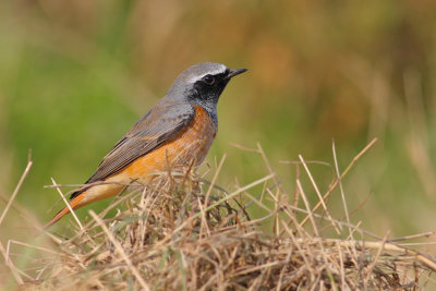 Gekraagde Roodstaart / Common Redstart