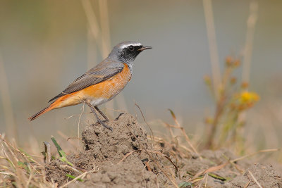 Gekraagde Roodstaart / Common Redstart