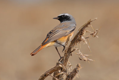 Gekraagde Roodstaart / Common Redstart