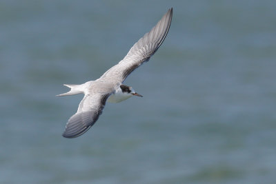Visdief / Common Tern