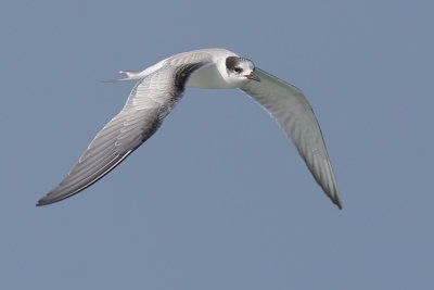 Visdief / Common Tern