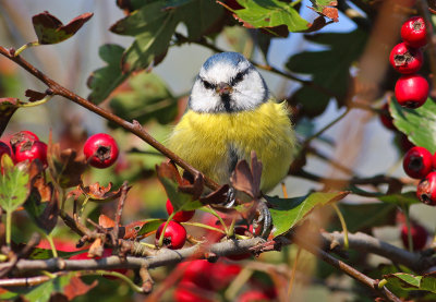 Pimpelmees / Blue Tit