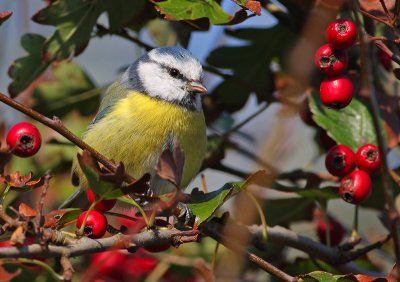 Pimpelmees (Parus caeruleus)