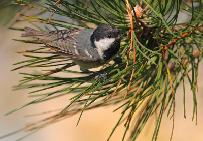 Zwarte Mees / Black Tit