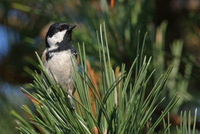 Zwarte Mees / Black Tit