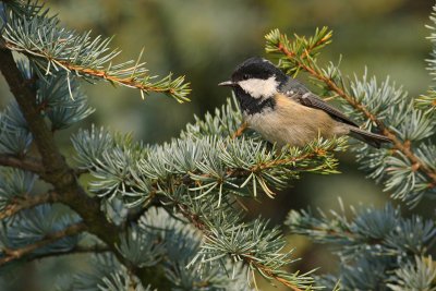 Zwarte Mees (Parus ater)