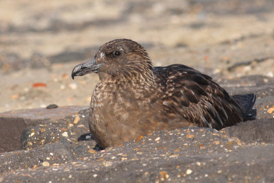 Grote Jager / Great Skua