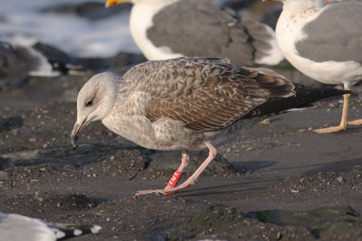 Geelpootmeeuw / Yellow-legged Gull