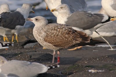 Geelpootmeeuw / Yellow-legged Gull